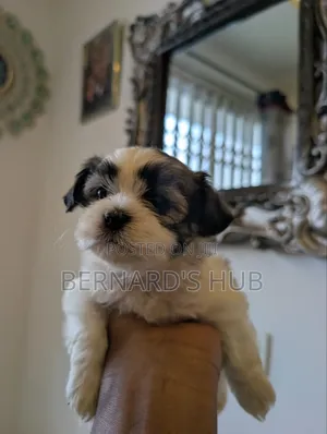 1-3 months Male Mixed Breed Maltipoo