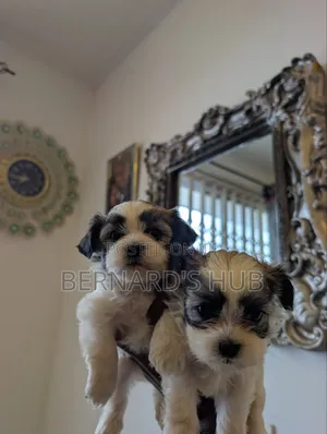 1-3 months Male Mixed Breed Maltipoo