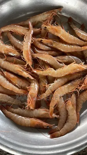 Fresh Shrimps Available for Supply