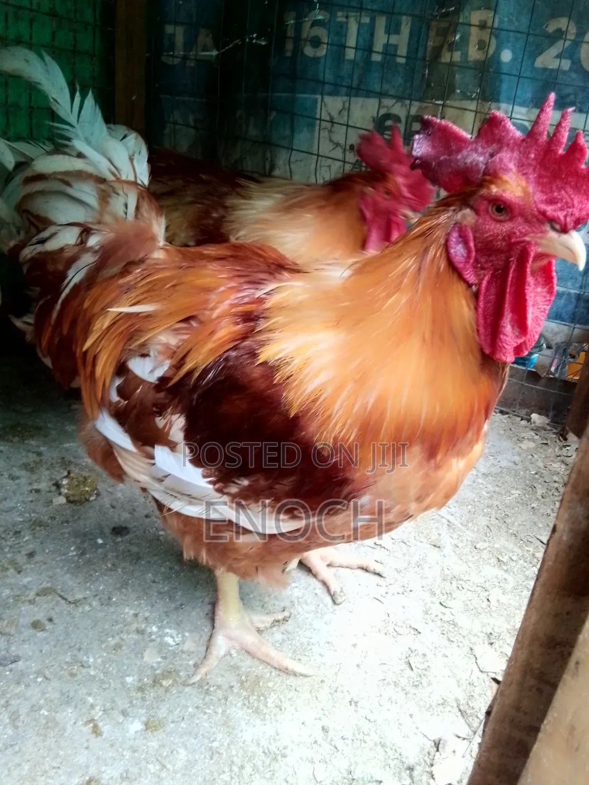 Sasso Chicken
