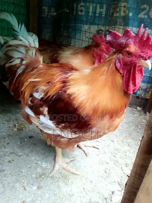 Sasso Chicken