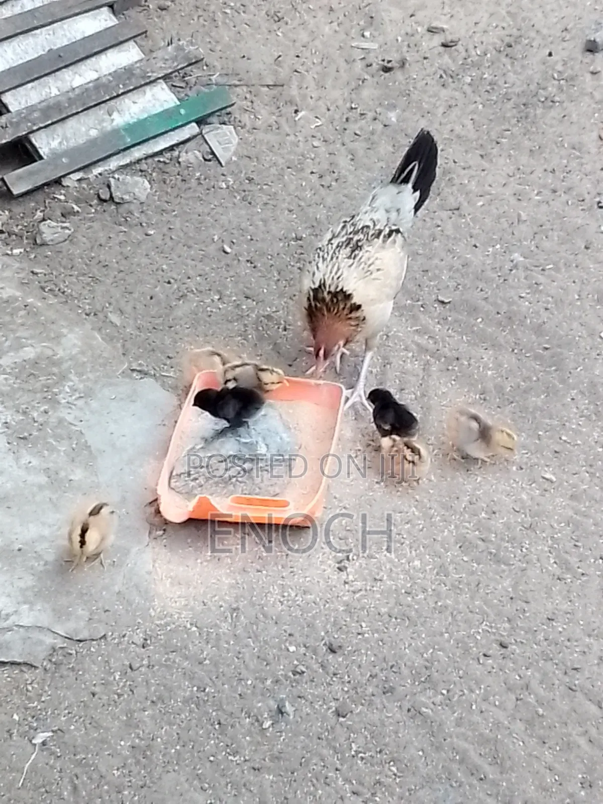Female Local Chicken With 7 Chick's