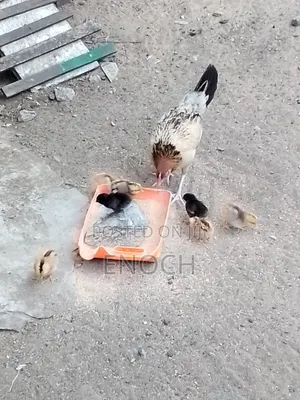 Female Local Chicken With 7 Chick's