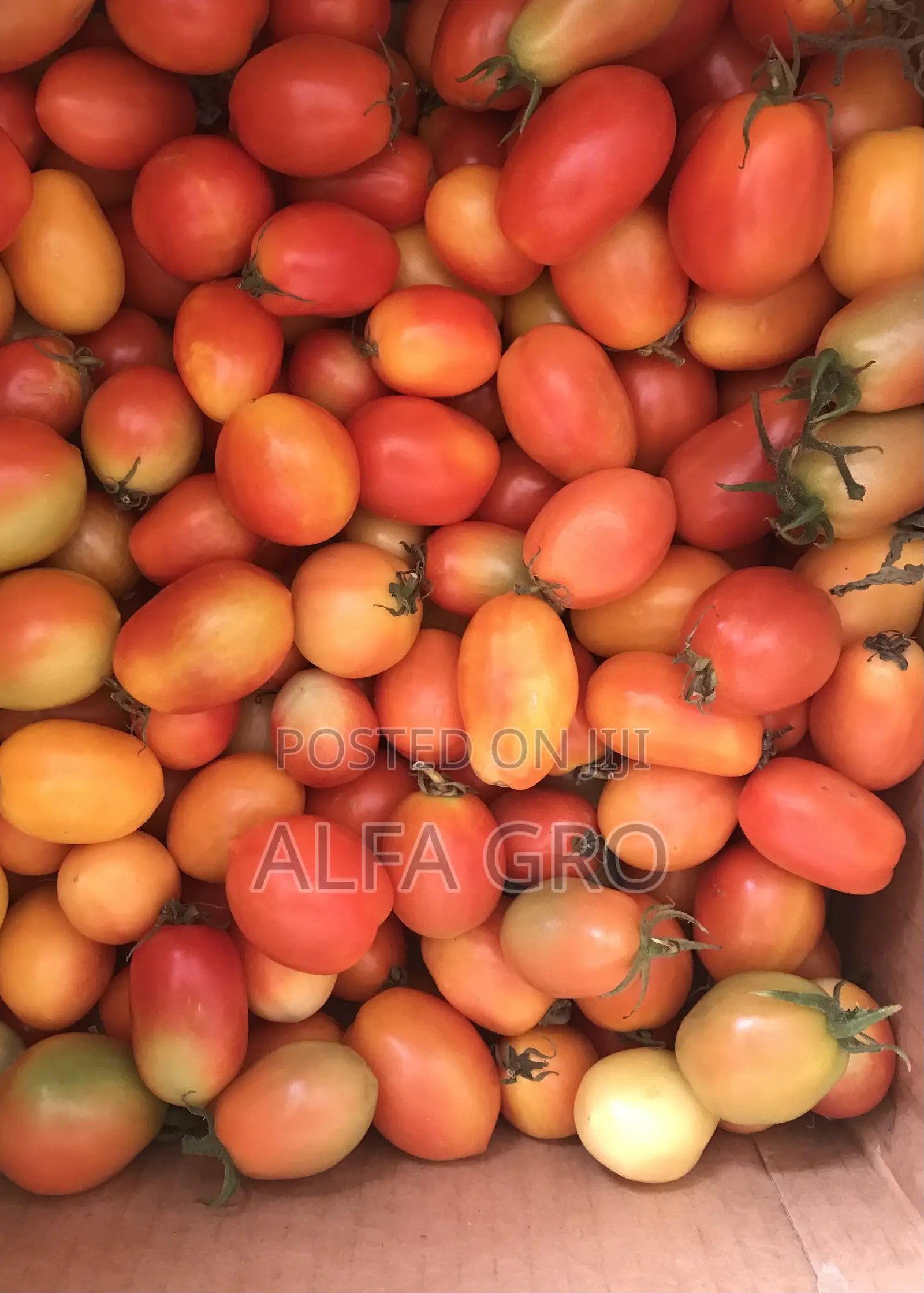 Tomatoes Berry Sizes(Farm Fresh)