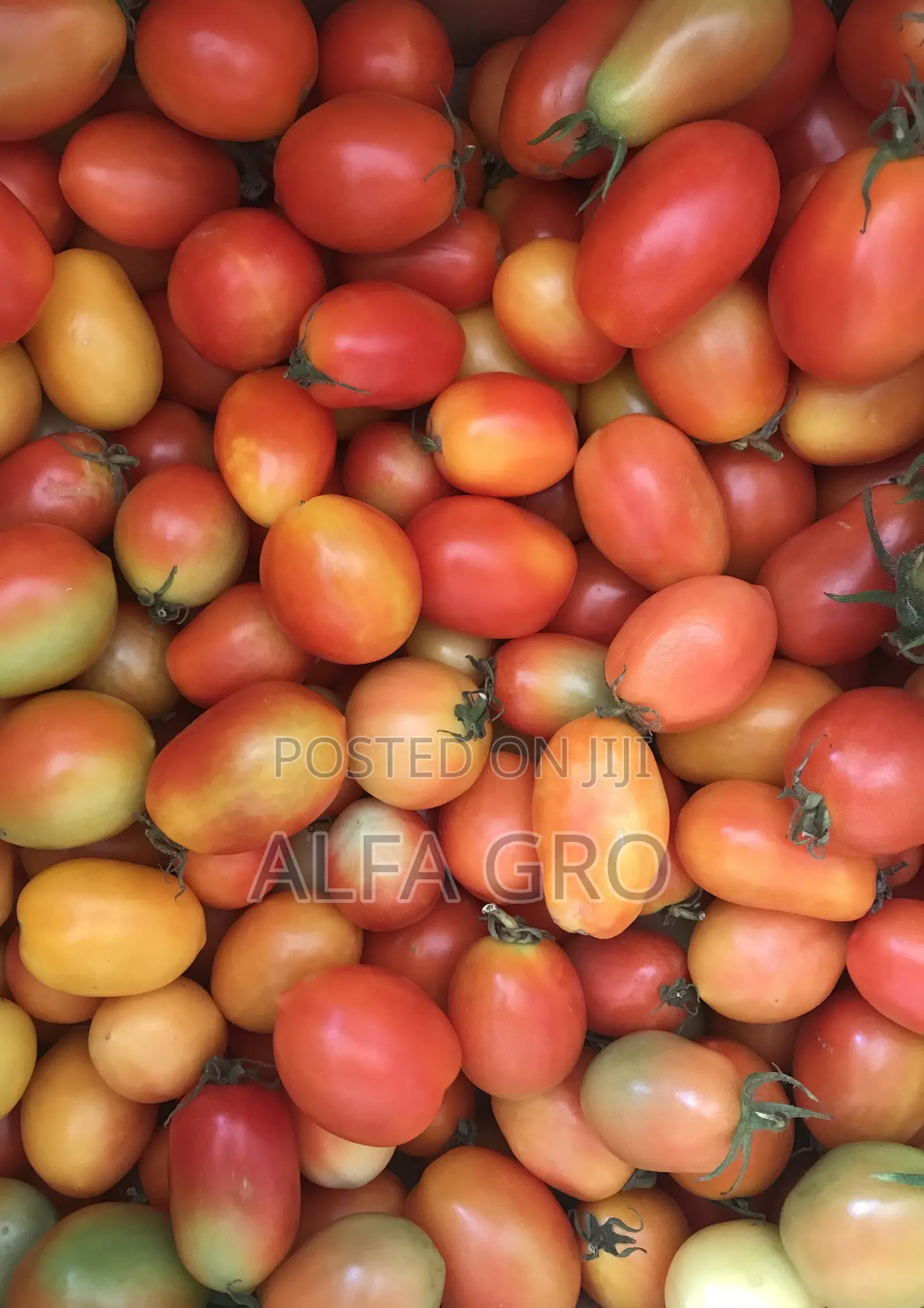 Tomatoes Berry Sizes(Farm Fresh)