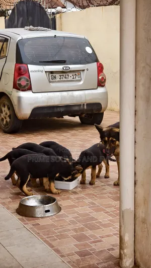 1-3 months Female Purebred German Shepherd
