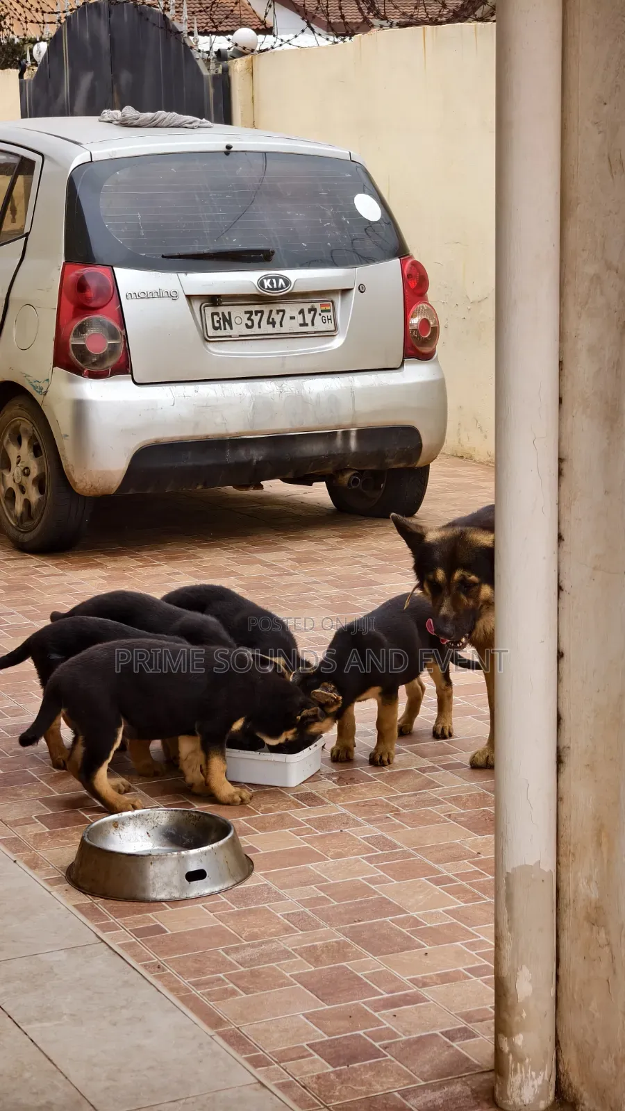1-3 months Female Purebred German Shepherd