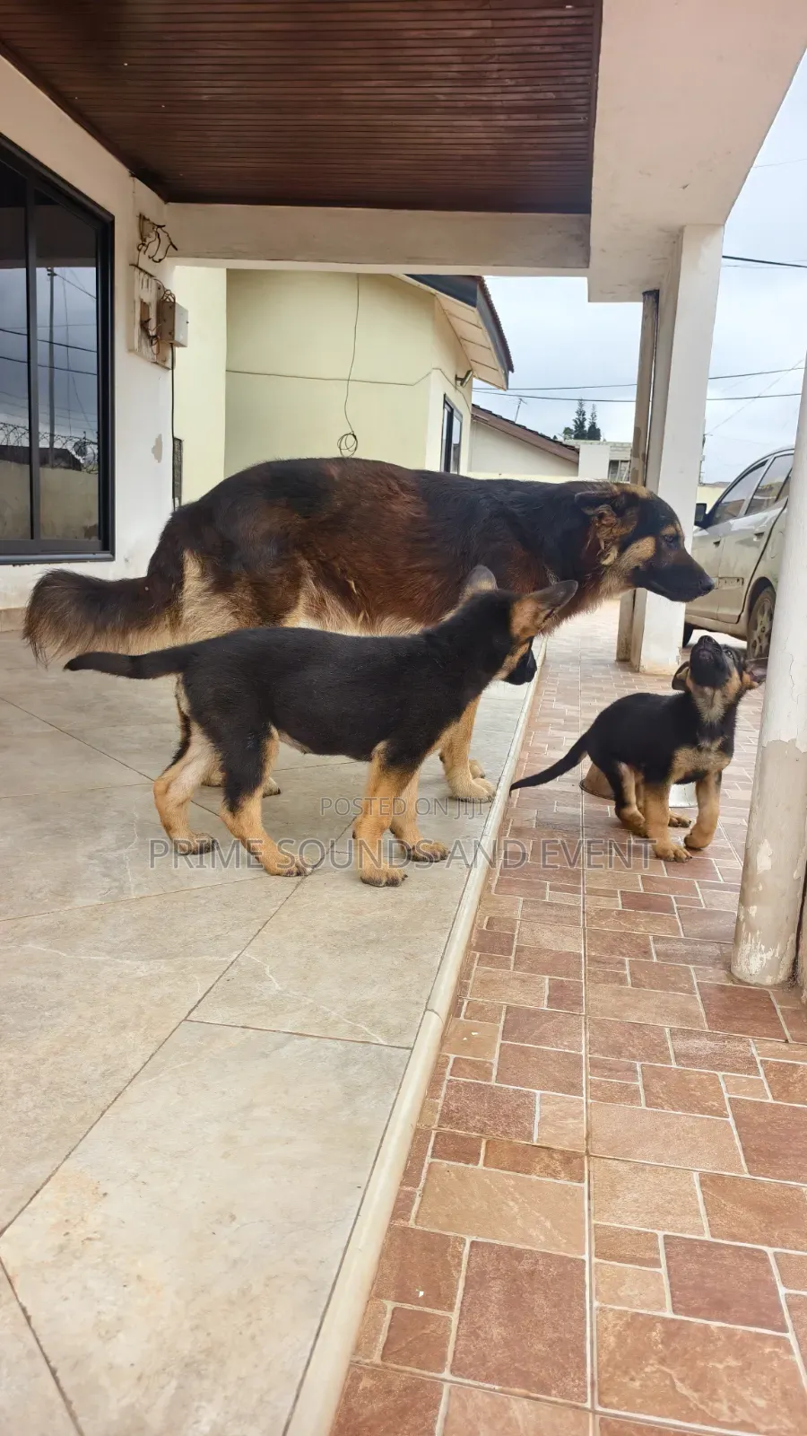 1-3 months Female Purebred German Shepherd