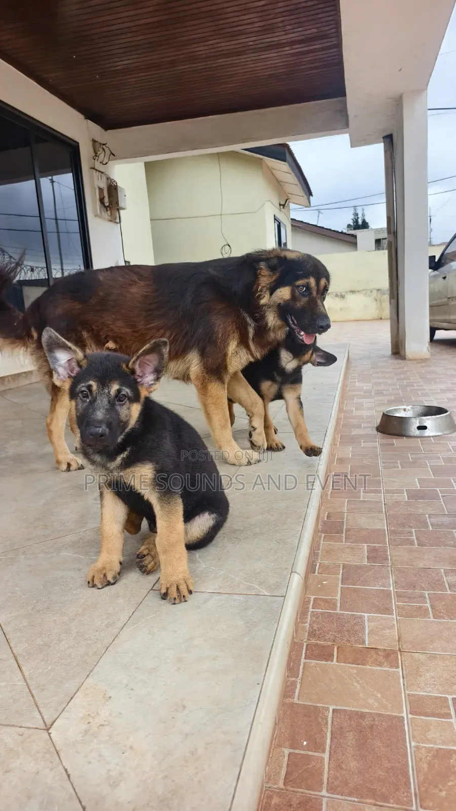 1-3 months Female Purebred German Shepherd