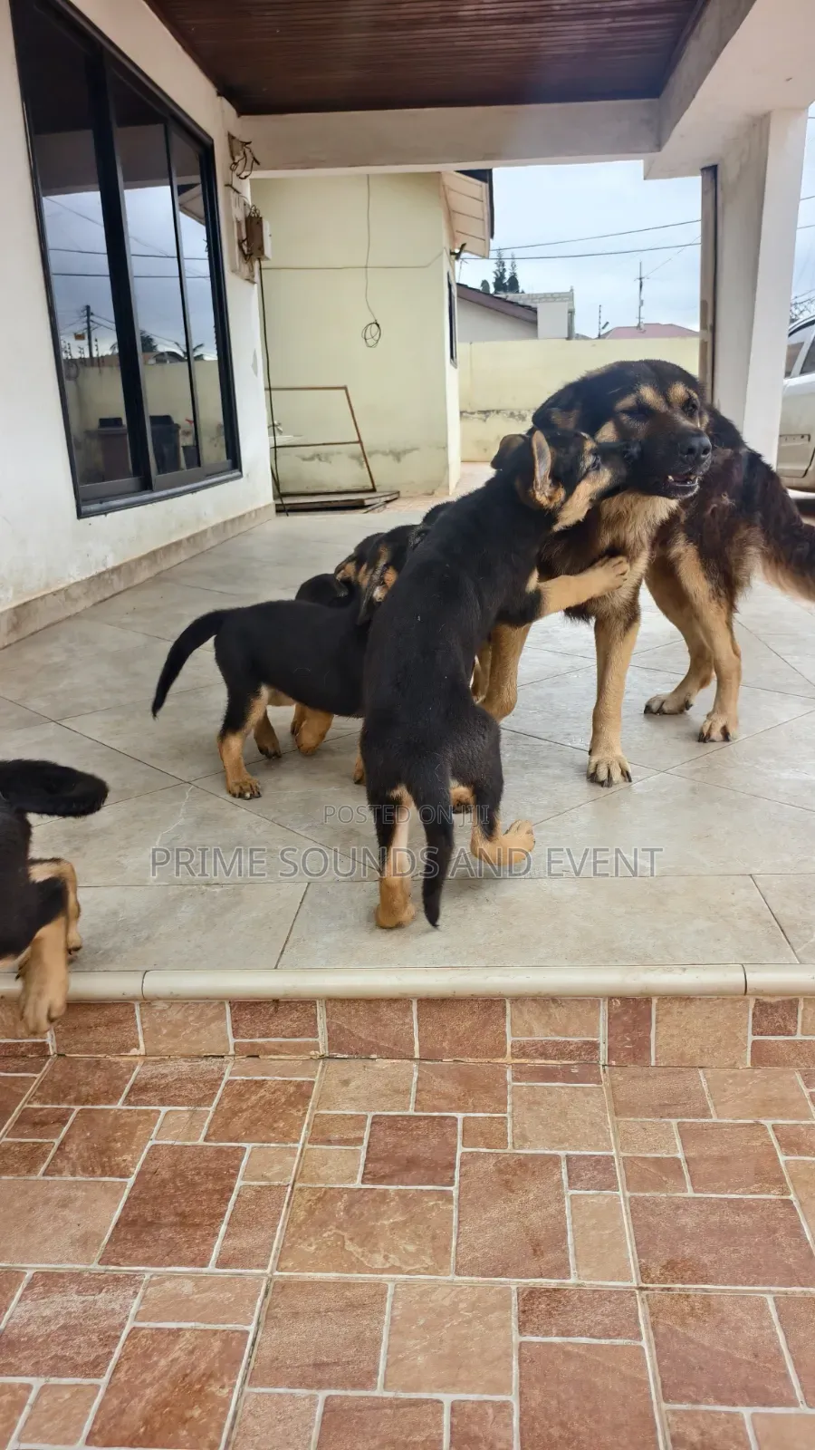 1-3 months Female Purebred German Shepherd
