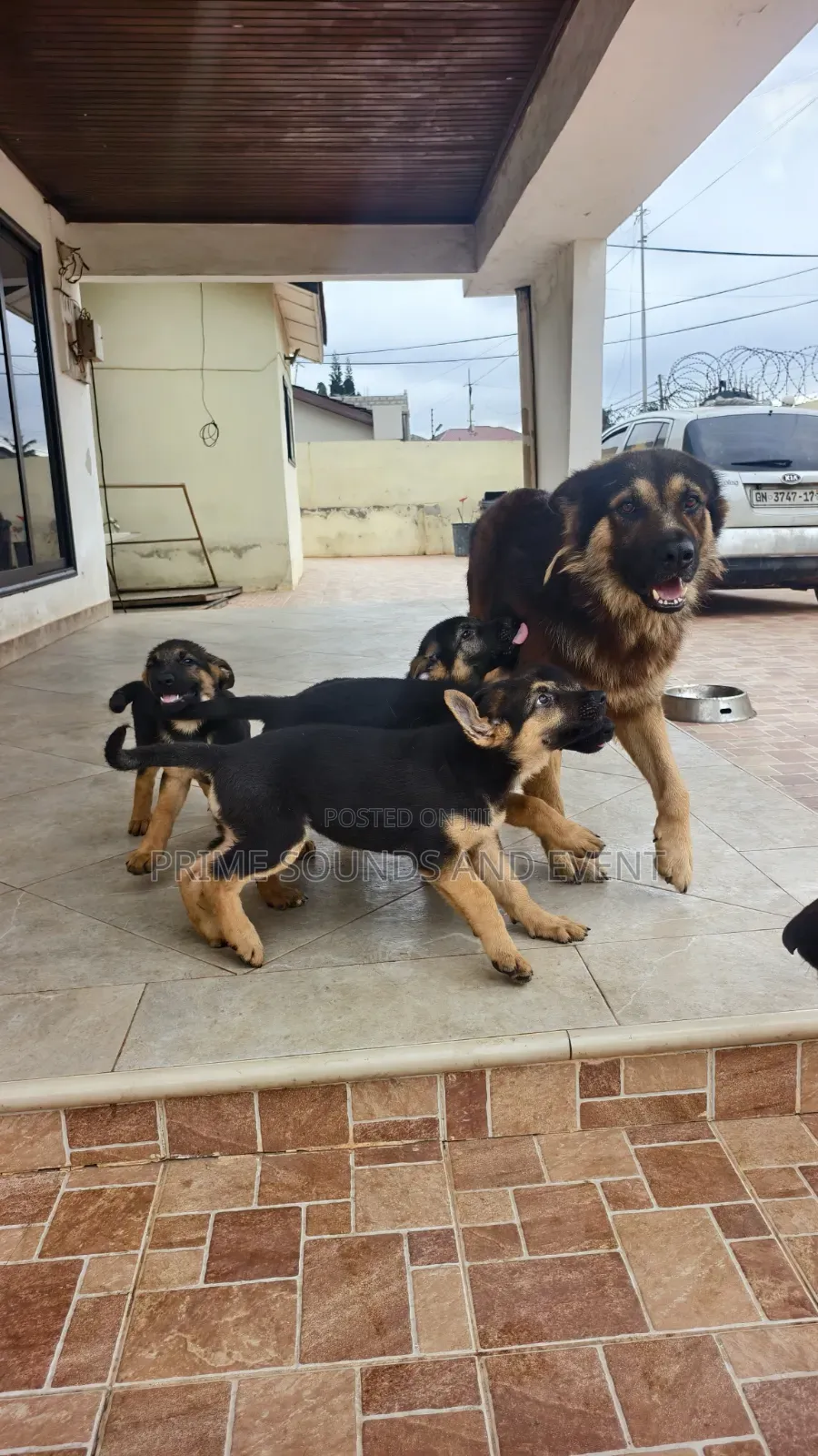 1-3 months Female Purebred German Shepherd