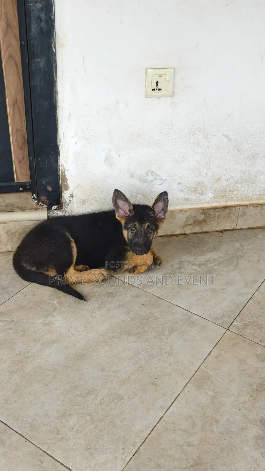 1-3 months Female Purebred German Shepherd