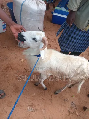 Sheep for Sale