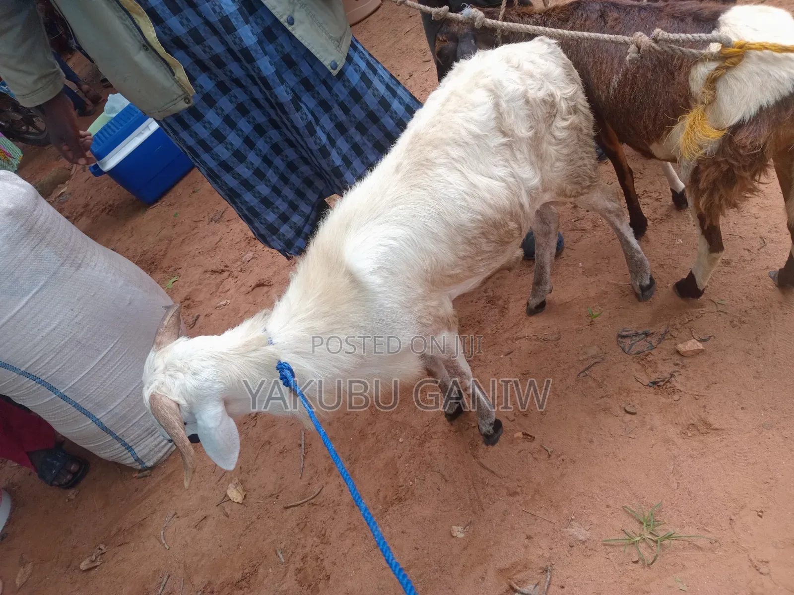 Sheep for Sale