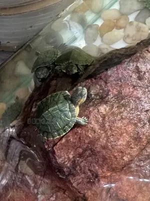 Aquarium Turtles