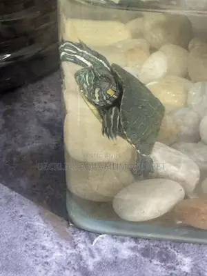Aquarium Turtles