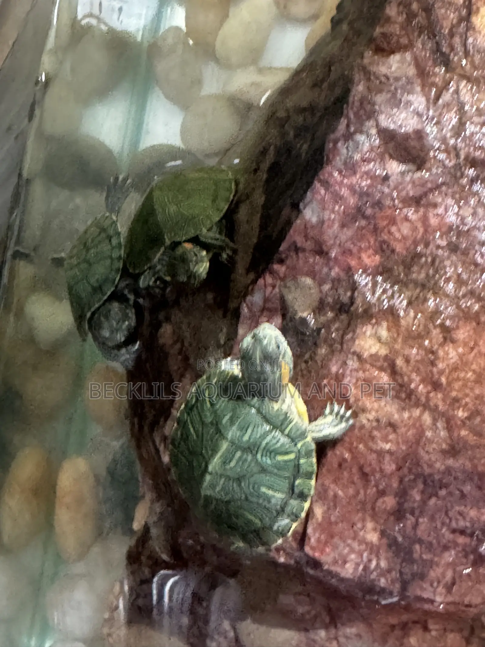 Aquarium Turtles