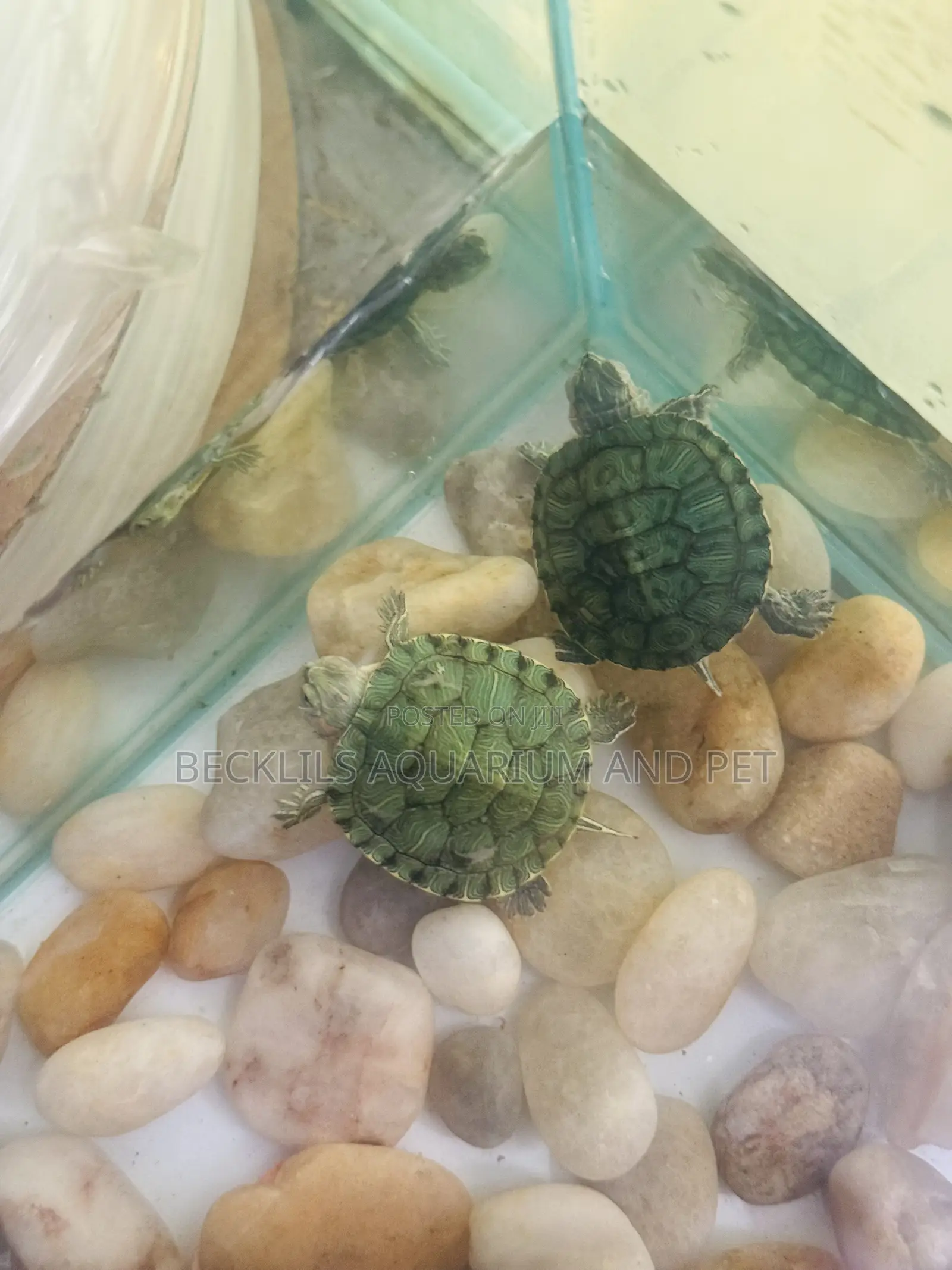 Aquarium Turtles