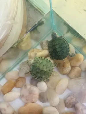 Aquarium Turtles