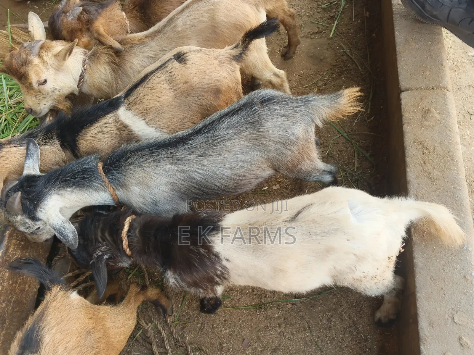 Local Breed Goat Available in Stock