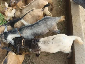 Local Breed Goat Available in Stock