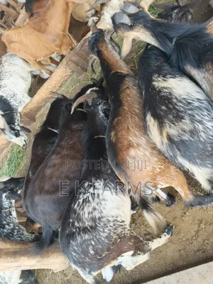 Local Breed Goat Available in Stock