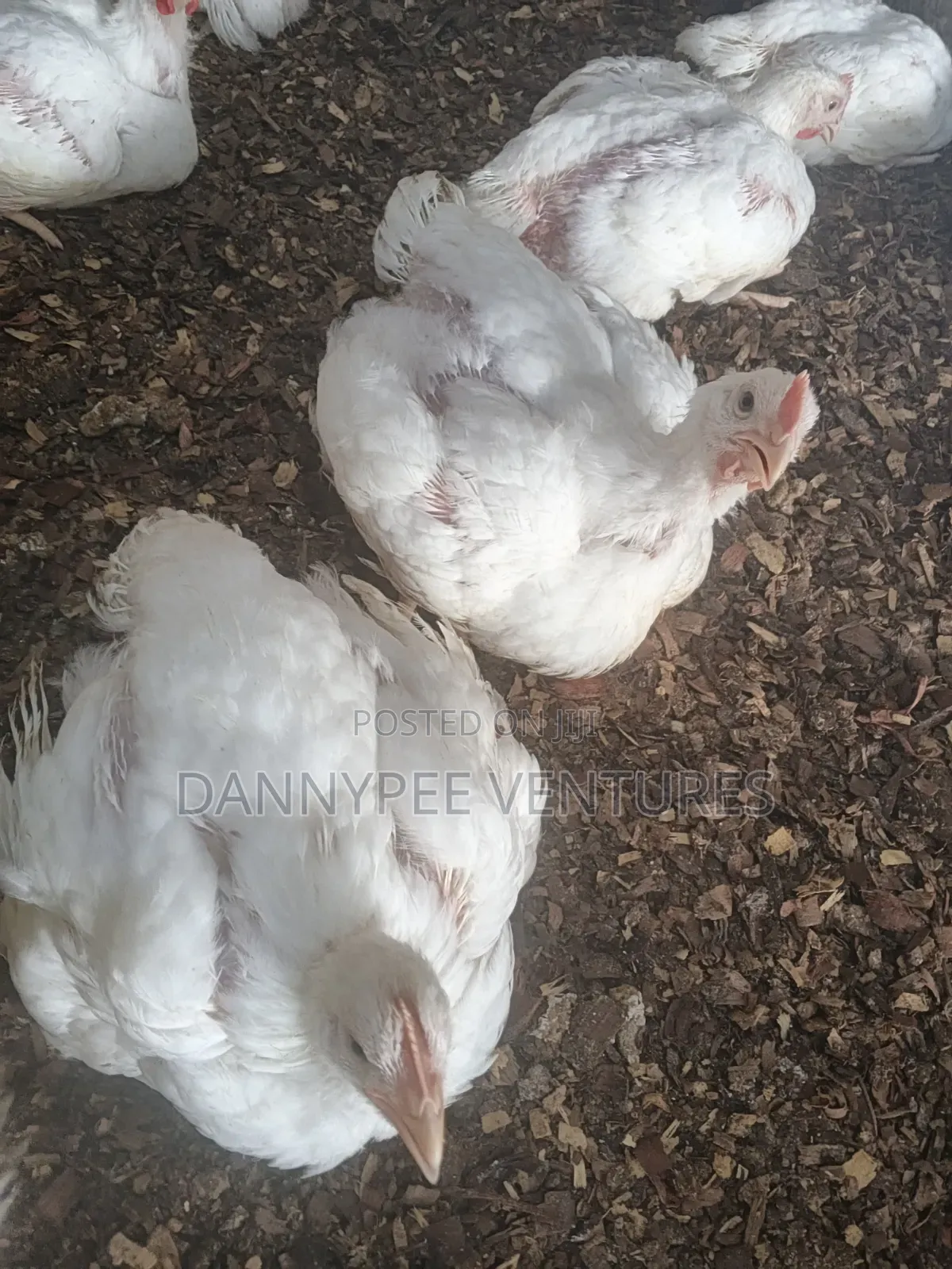 Poultry Broilers