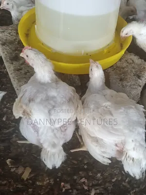 Poultry Broilers