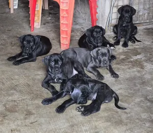 1-3 months Male Purebred Cane Corso