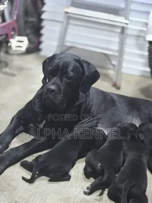 1-3 months Female Purebred Cane Corso
