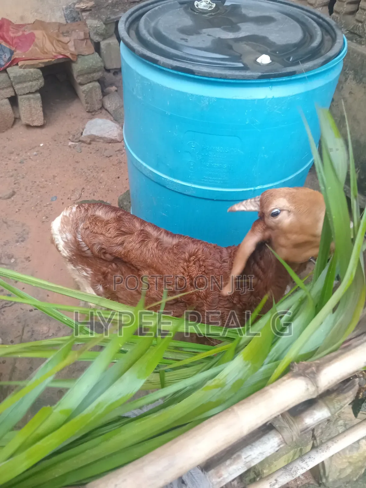 Young Cross Bred Ram