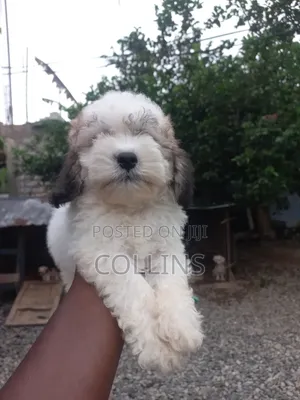1-3 months Female Purebred Poodle