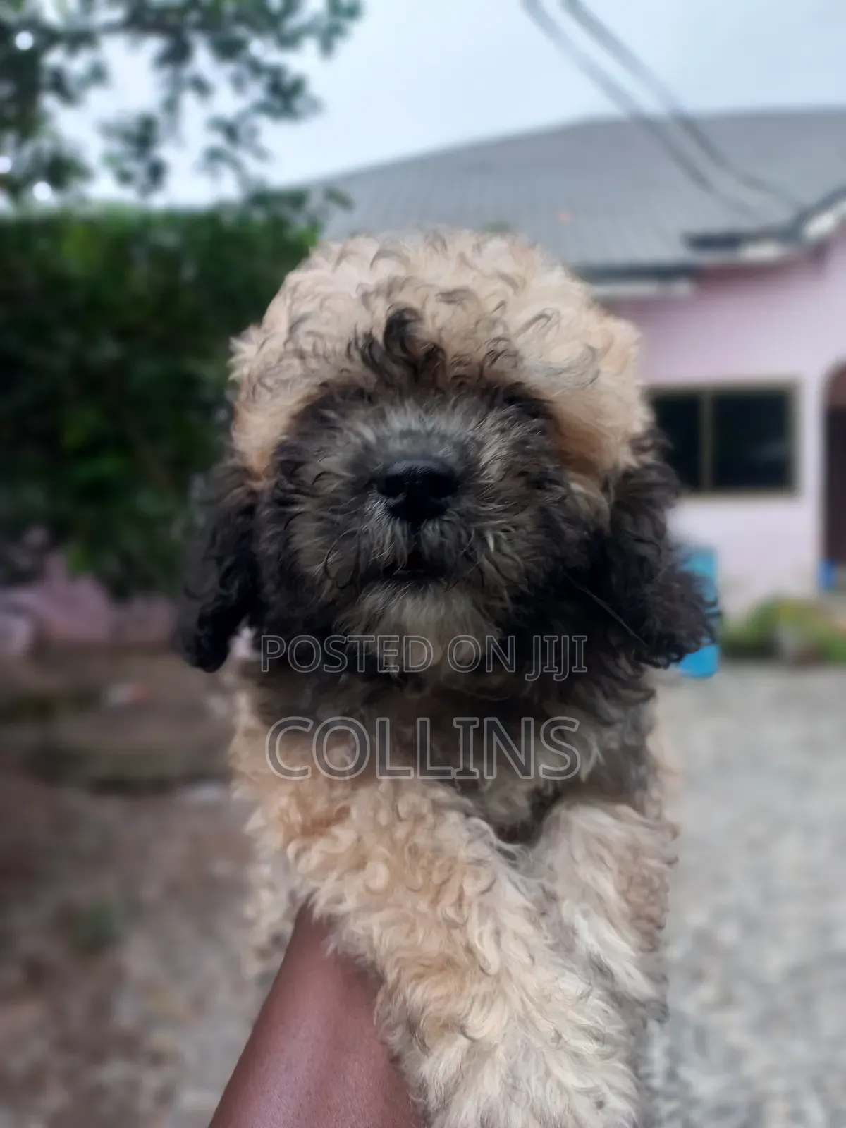 1-3 months Female Purebred Poodle