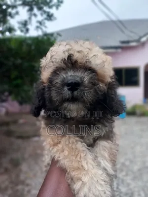 1-3 months Female Purebred Poodle
