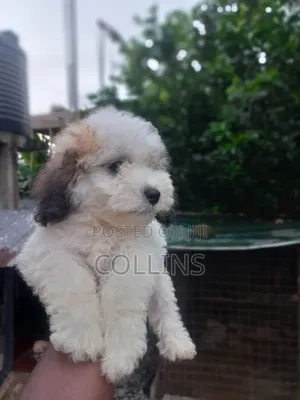 1-3 months Female Purebred Poodle