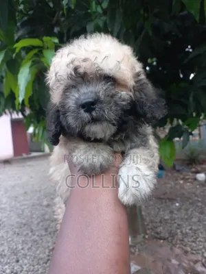 1-3 months Female Purebred Poodle