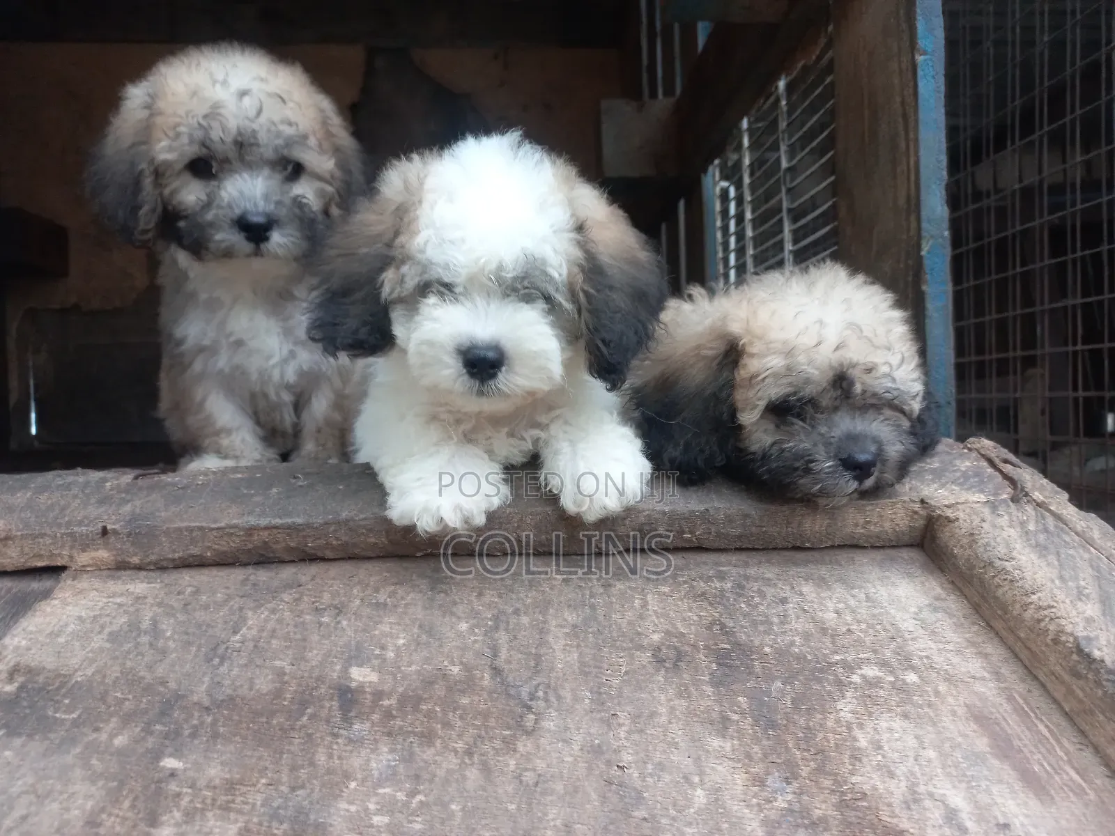 1-3 months Female Purebred Poodle