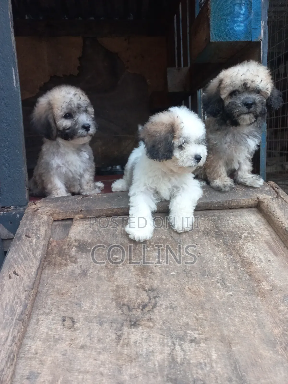 1-3 months Female Purebred Poodle