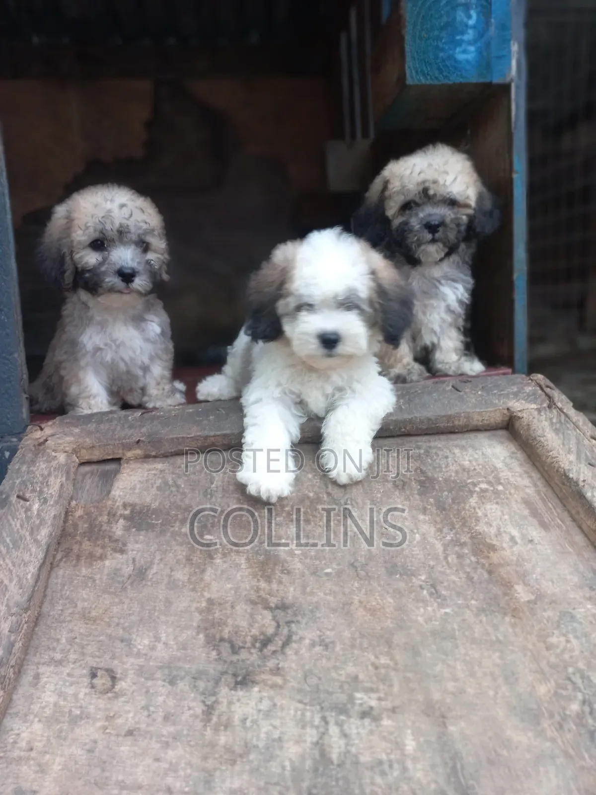 1-3 months Female Purebred Poodle