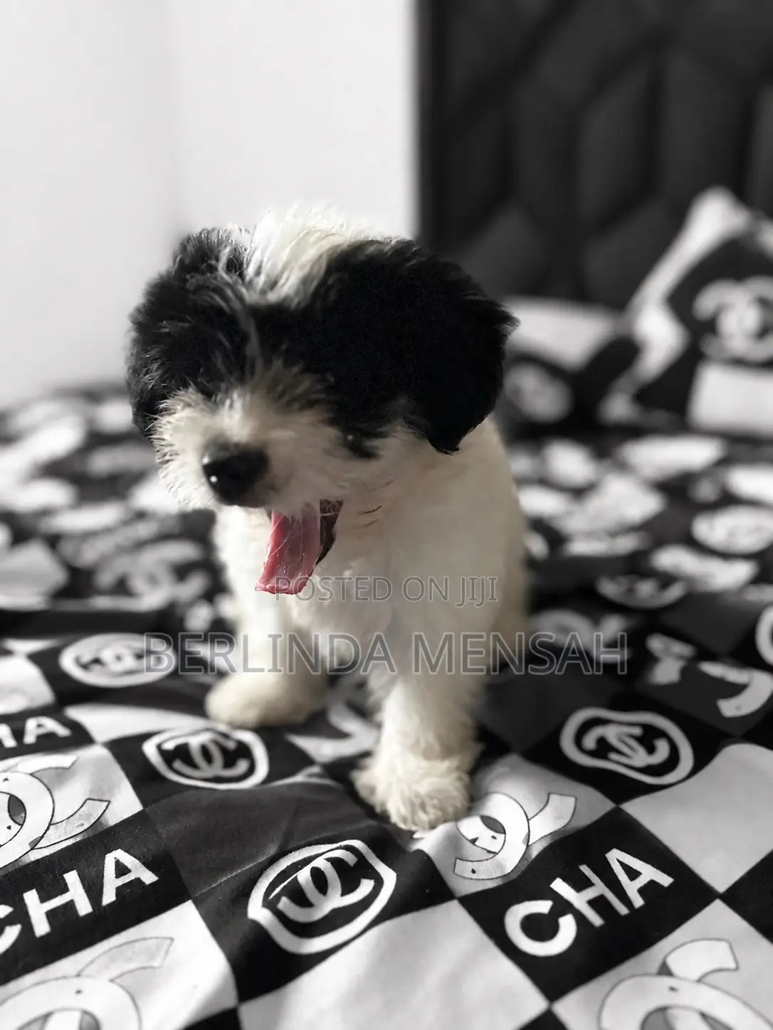 1-3 months Female Purebred Poodle