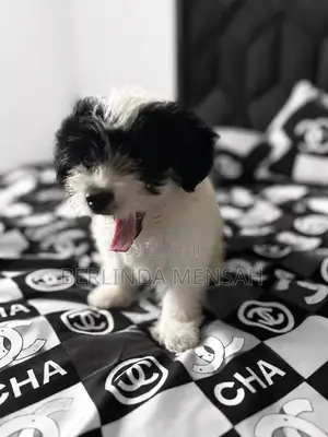 1-3 months Female Purebred Poodle