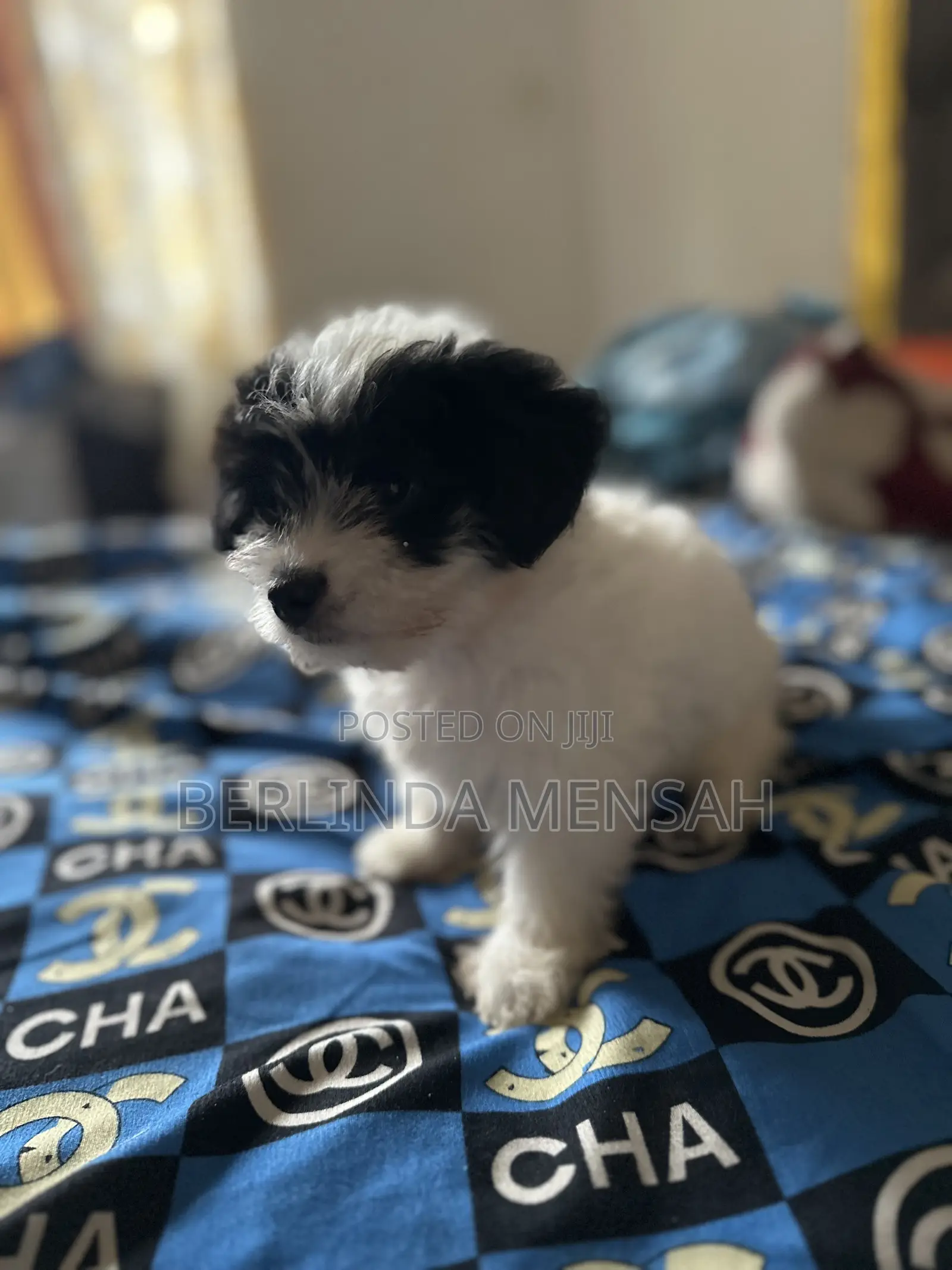 1-3 months Female Purebred Poodle