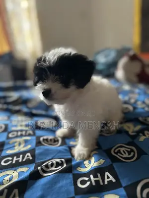 1-3 months Female Purebred Poodle