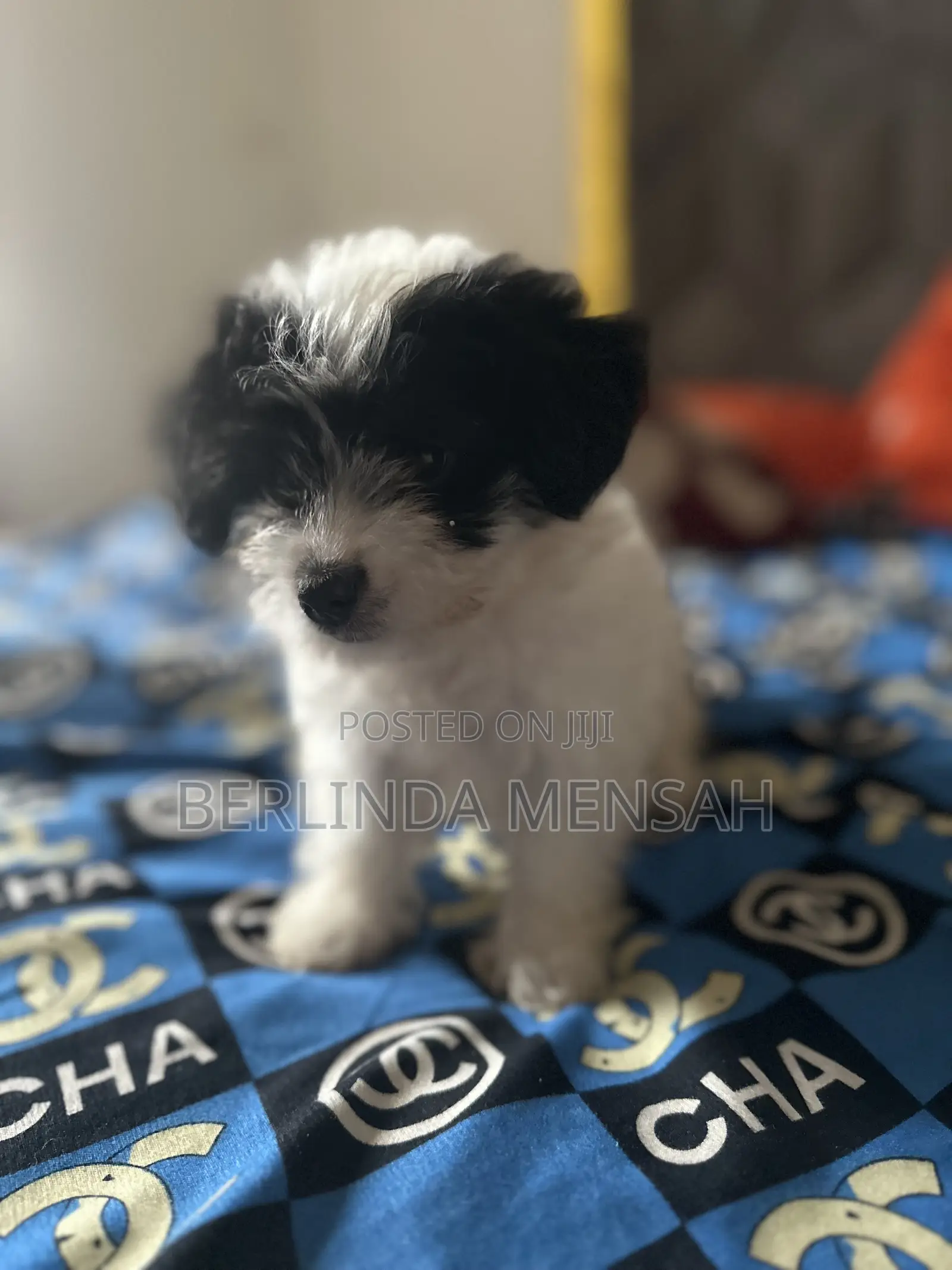 1-3 months Female Purebred Poodle