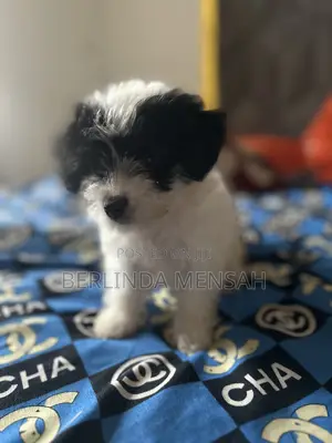 1-3 months Female Purebred Poodle