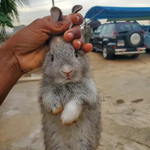 Rabbits Rabbit