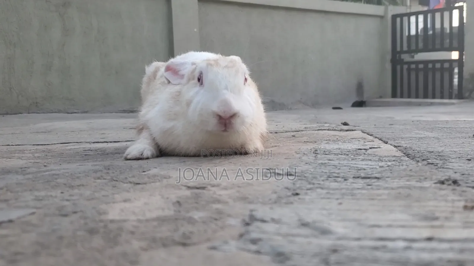 Rabbits Rabbit
