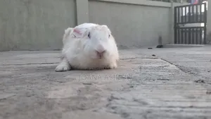 Rabbits Rabbit
