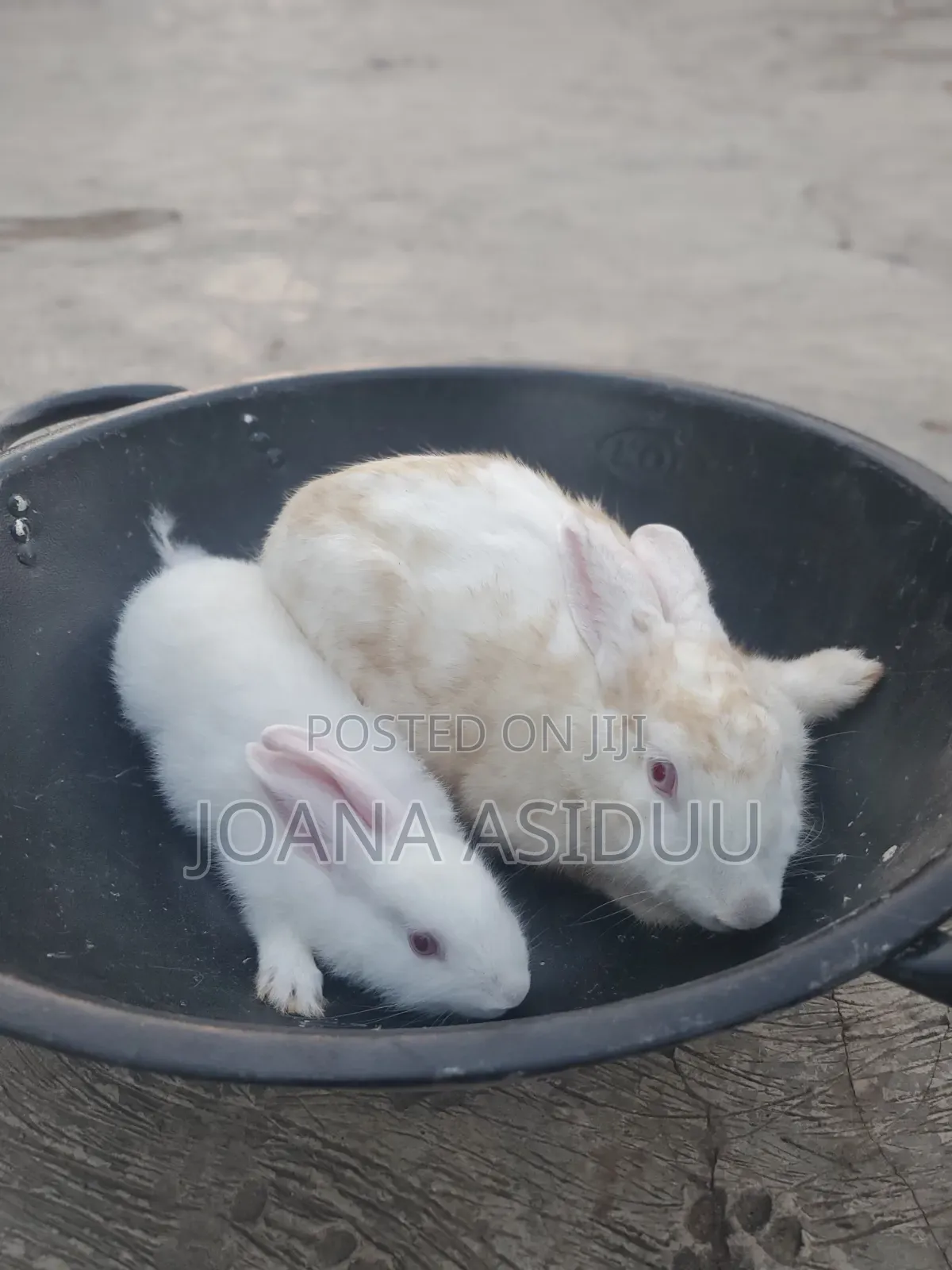 Rabbits Rabbit