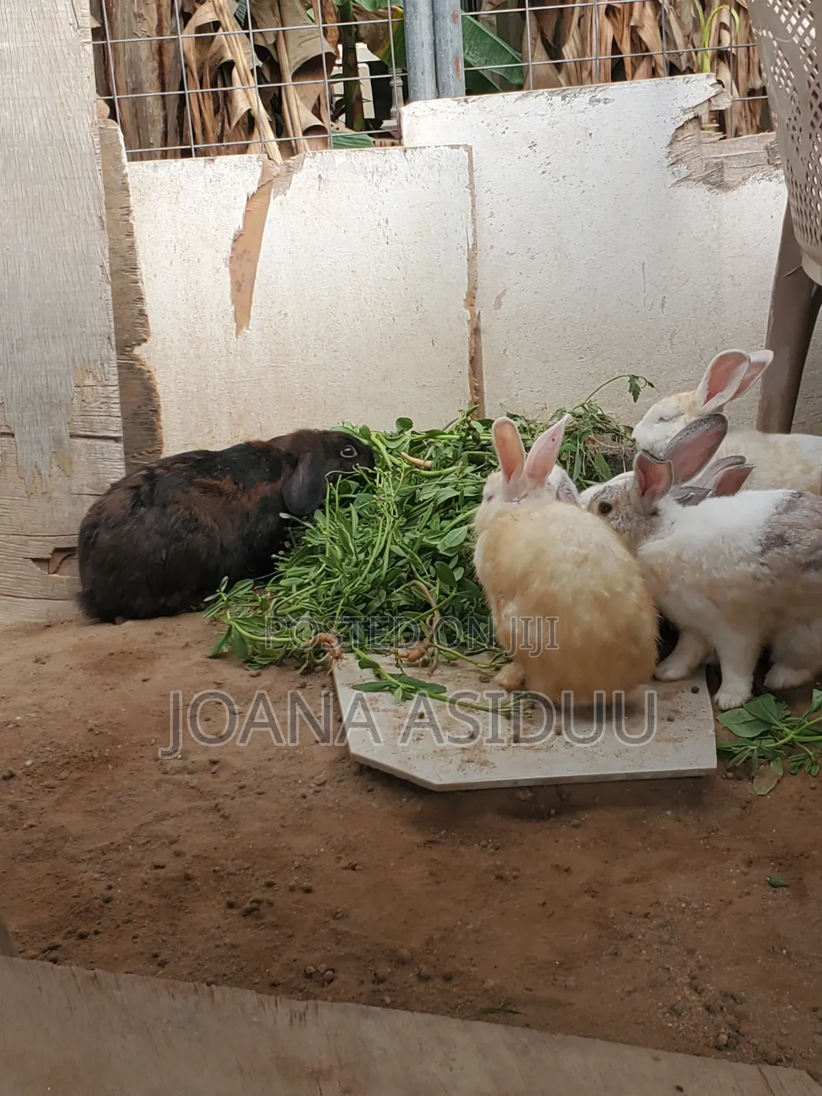 Rabbits Rabbit